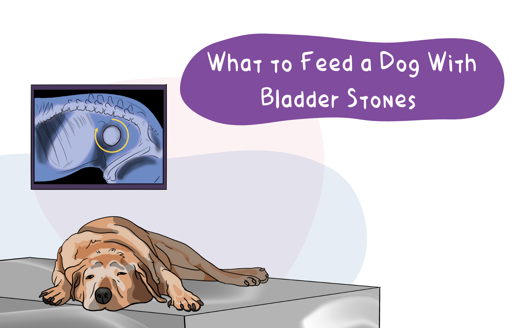What to Feed a Dog with Bladder Stones